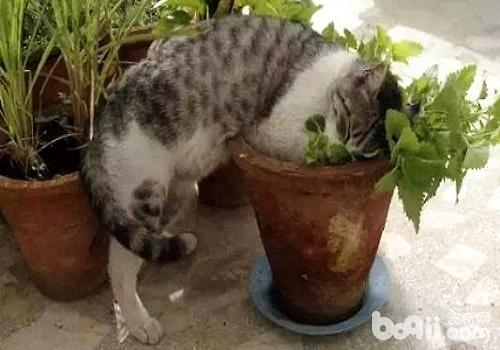 猫薄荷对猫有哪些影响？猫薄荷是什么？