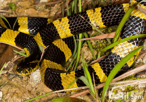 最最致命的毒蛇——金环蛇
