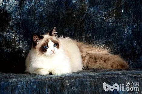 布偶猫会像暹罗普遍变色吗？