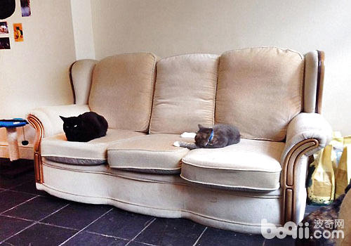 在家如何打造爱猫适宜生活环境？