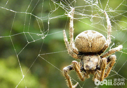 宠物蜘蛛常常吃什么