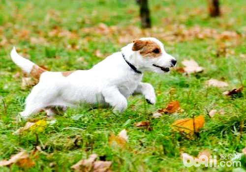 符合幼犬吃的食物都有哪些，幼犬喂食的注重事项