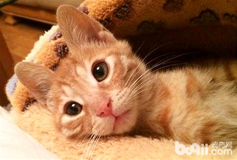 猫的尾巴有哪些用途？宠物猫尾巴用途