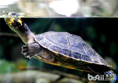 养龟要注沉水位和温差的问题