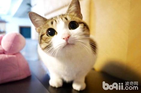 宠物猫可以吃西瓜吗？吃西瓜怎么样？