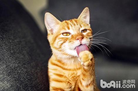 猫咪多大不妨吃WOWO化毛膏？