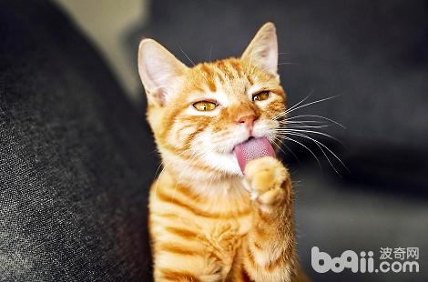 宠物猫多大可以吃WOWO化毛膏？