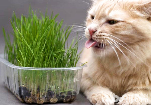 猫咪吃草的缘故，主人要对于症下药
