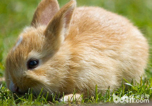 养兔的罕睹饲料品种有哪些