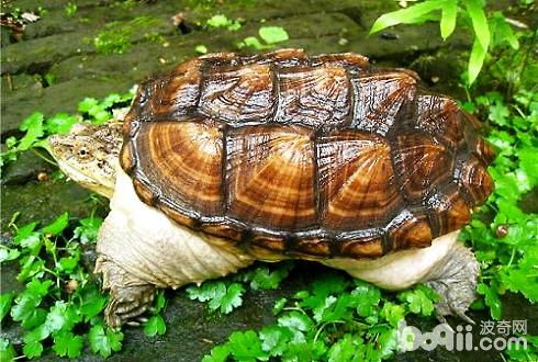 大鳄龟寿命有多长？大鳄龟怎样养？