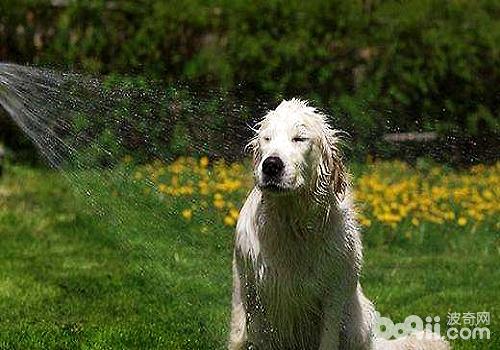 夏天给狗狗沐浴的注沉事项都有哪些