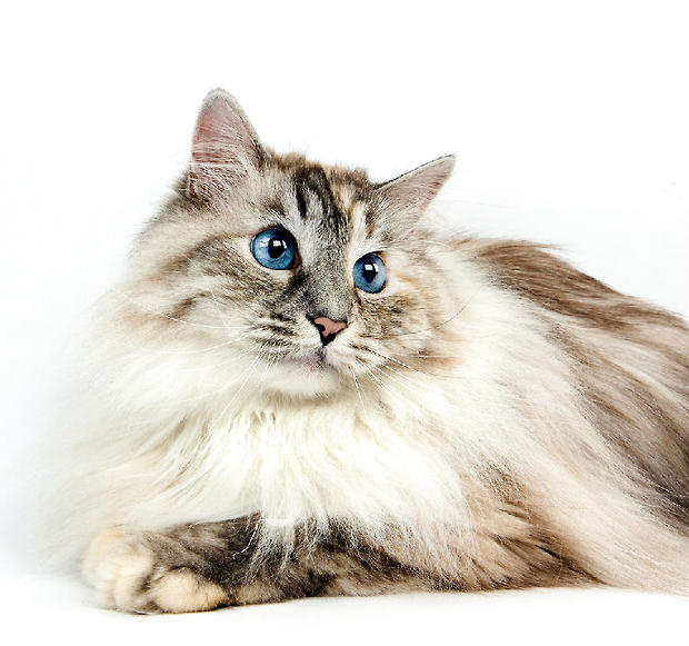 宠物猫之西伯利亚猫的种类特性引睹