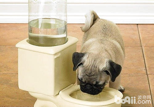 狗狗不喝水怎样办