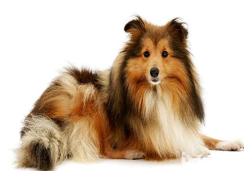 罕睹的长毛庞大犬都有哪些种类？