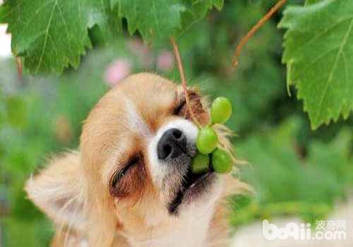 狗狗不妨吃葡萄吗，狗狗吃葡萄会怎样样？