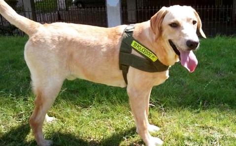 纯种拉布拉多犬价格大概范围是怎样的？