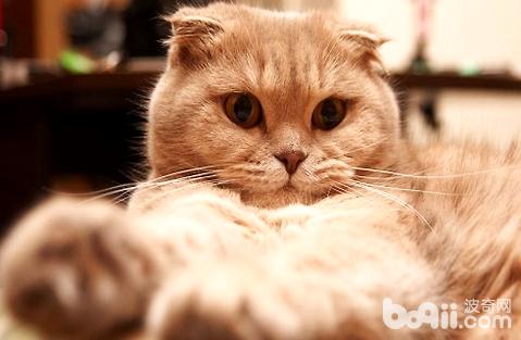 怀孕的宠物猫该如何吃饭？需要补充什么营养？
