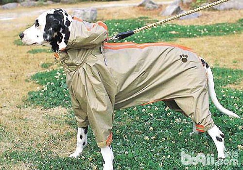 怎样为狗狗采用适合的雨衣