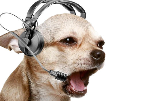 音乐关于狗狗有什么作用