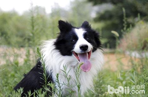 可以给边境牧羊犬吃生肉吗?