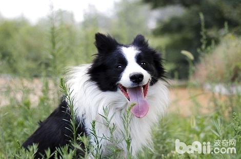 不妨给边疆牧羊犬吃生肉吗?