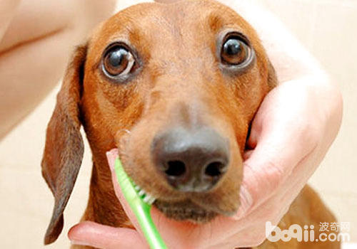 怎么样运用佳狗狗牙膏