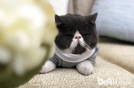 会有哪些原因引起异国短毛猫呕吐？
