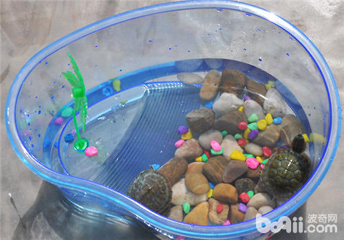 水龟豢养东西之怎么样采用龟缸