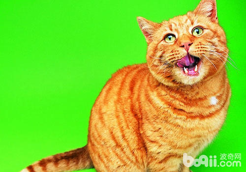 猫咪“喵喵喊”是在陈述什么？