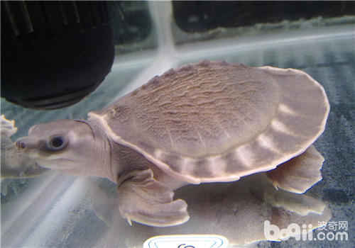 猪鼻龟(确定引睹)猪鼻龟也喊猪鼻鳖,是一种长久生计在水中的龟,离启水
