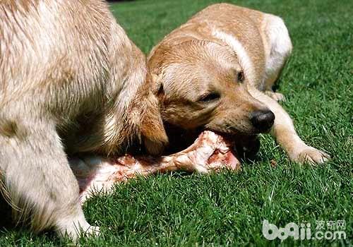 可没有不妨给狗狗吃羊肉，给狗狗吃羊肉该当注重什么