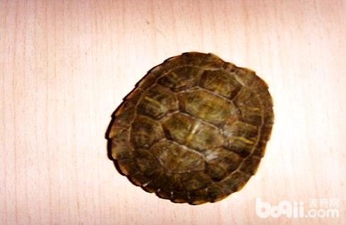 黑龟蛰伏1.jpg