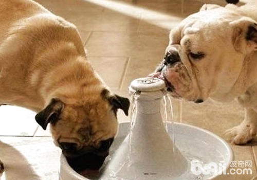 狗狗不喝水怎样办