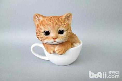 有不茶杯猫这个种类？茶杯猫佳养吗？