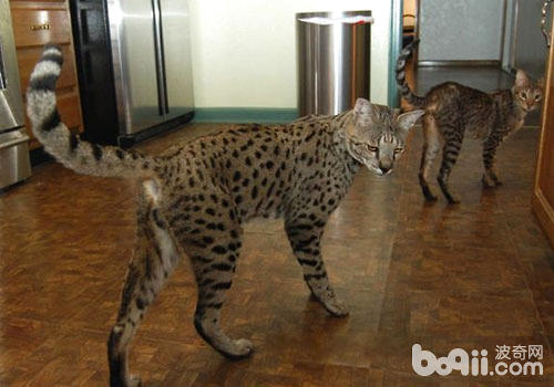 另类的猫科动物——薮猫的生计风俗