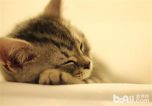 猫咪睡眠抽搐是怎样了？