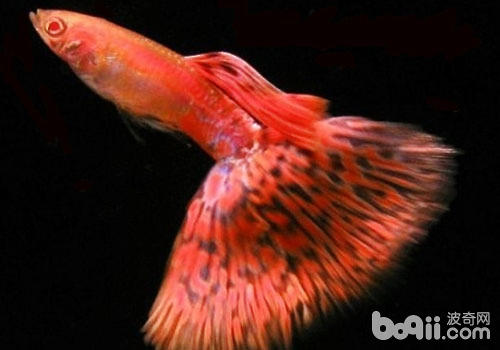 孔雀鱼怀胎期的瞅护
