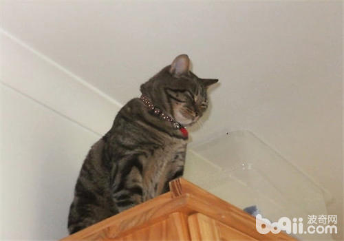 为什么猫咪喜佳待在高处？