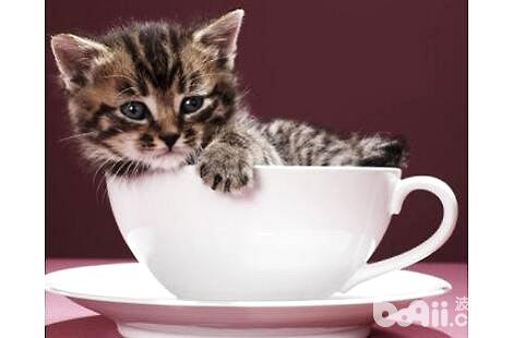 有不茶杯猫这个种类？茶杯猫佳养吗？