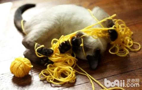 猫为什么爱玩毛线球