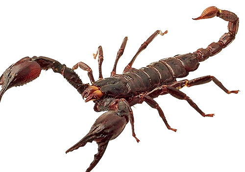 蝎子有哪些风俗