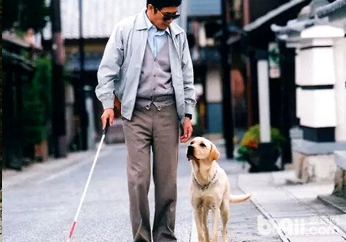 导盲犬终身有哪几个阶段？