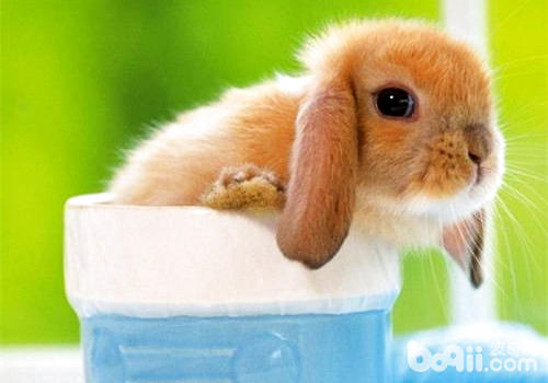 作用垂耳兔寿命的要素有哪些？
