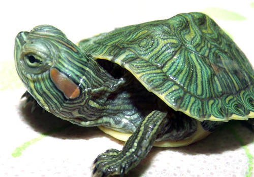 巴西龟的四种蛰伏办法