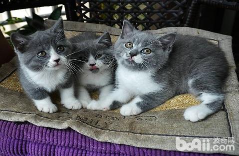 领养的猫咪如何快速适应环境？