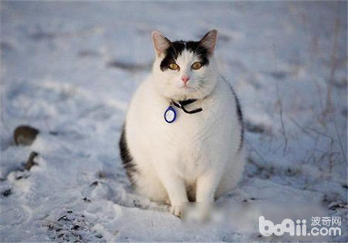 宠物猫太肥了怎样办？