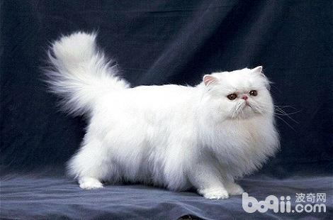 母猫怀孕需要额外补充营养吗？