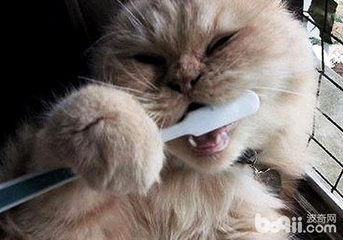 给猫咪刷牙的方式及东西应知