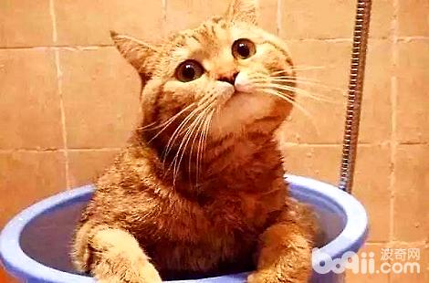 宠物猫除去吃猫粮需要额外的补充营养吗？