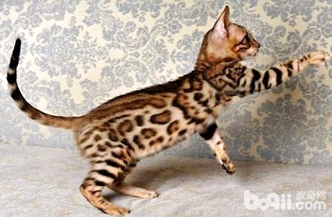 宠物猫生病了，吃饭上要干什么改变？